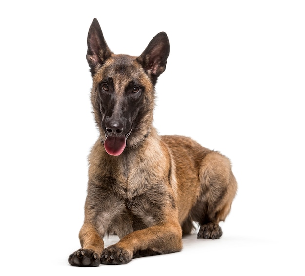 Keuchend und liegend Malinois Hund