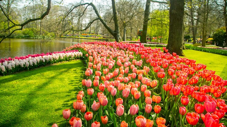 Keukenhof-Garten schöne Blumen in den Niederlanden.