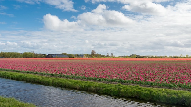 Keukenhof también conocido como el Jardín de Europa es uno de los jardines de flores más grandes del mundo.