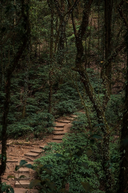 Kew Mae Pan Nature Trail – Doi Inthanon Nationalpark.