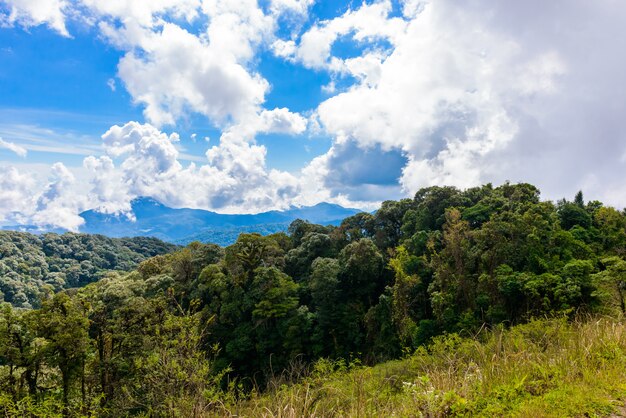 Kew mae pan nature trail trekking trilha que conduz pela selva