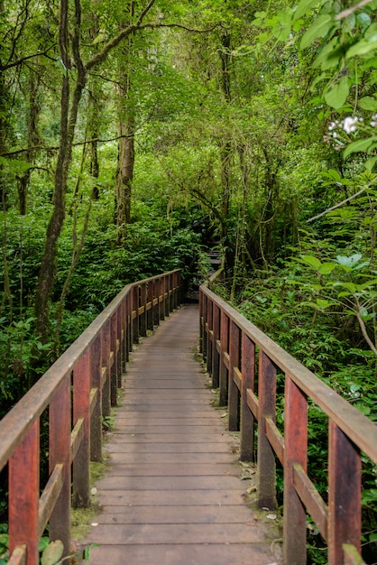 Kew Mae Pan Nature Trail Trekking trilha que conduz pela selva