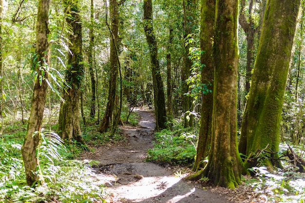 Kew Mae Pan Nature Trail Wanderweg durch den Dschungel