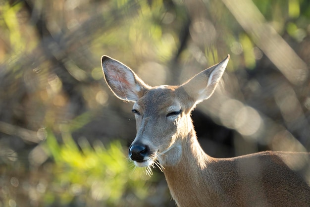 Key Deer em habitat natural no parque estadual da Flórida