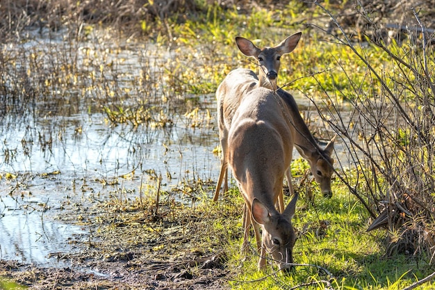 Key deer em habitat natural no parque estadual da flórida