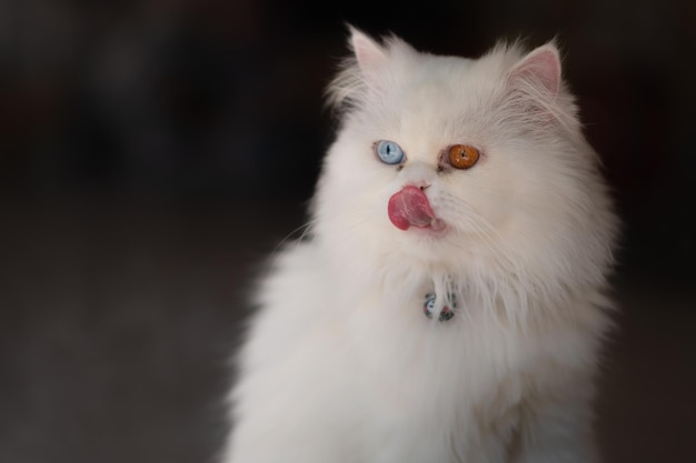 Khao Manee Katze mit verschiedenfarbigen Augen Es ist eine seltene Katzenrasse mit Ursprung in Thailand