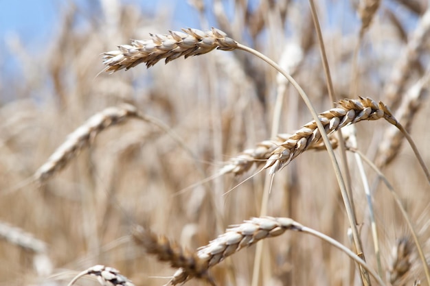 Kharkiv Ucrania Campo de centeno Espiguillas de grano maduro Cultivo de cobertura y un cultivo forrajero Fondo de cielo azul Concepto agrícola Gramineae