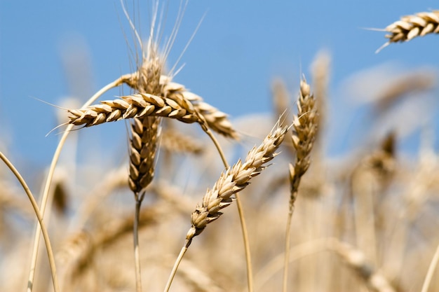 Kharkiv Ucrânia Campo de centeio Espiguetas de grãos maduros Colheita e uma forragem Fundo do céu azul Conceito agrícola Gramineae