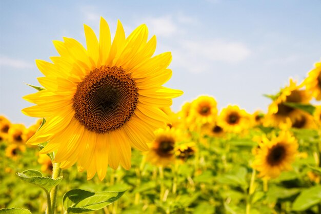 Kharkov ucrânia campos de girassol com girassol estão florescendo no fundo do céu em dias ensolarados e clima quente o girassol é um campo popular plantado para a produção de óleo vegetal