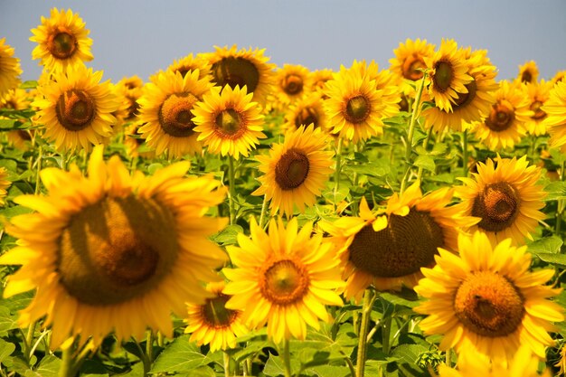 Kharkov Ucrânia Campos de girassol com girassol estão florescendo no fundo do céu em dias ensolarados e clima quente O girassol é um campo popular plantado para a produção de óleo vegetal