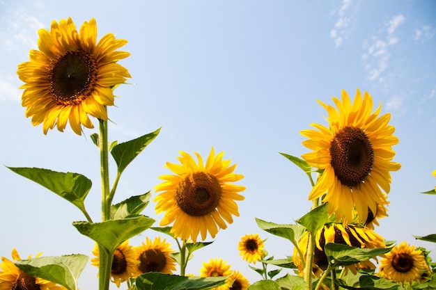 Kharkov Ucrania Los campos de girasol con girasol florecen en el fondo del cielo en días soleados y clima cálido El girasol es un campo popular plantado para la producción de aceite vegetal