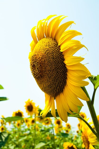 Kharkov Ucrania Los campos de girasol con girasol florecen en el fondo del cielo en días soleados y clima cálido El girasol es un campo popular plantado para la producción de aceite vegetal