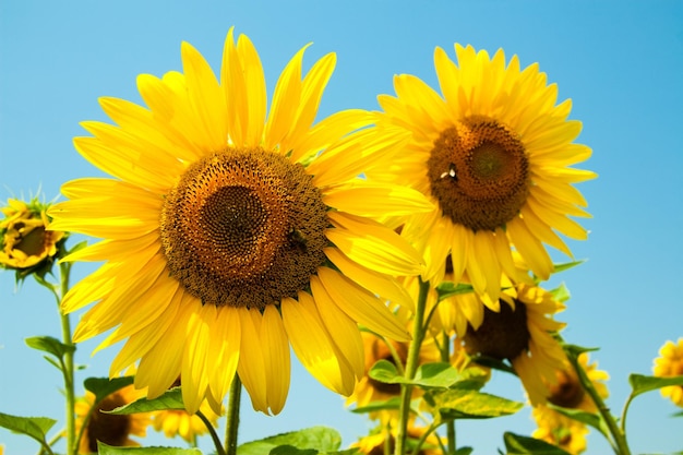 Kharkov Ukraine Sonnenblumenfelder mit Sonnenblumen blühen an sonnigen Tagen und bei heißem Wetter auf dem Hintergrund des Himmels Sonnenblumen sind ein beliebtes Feld, das für die Pflanzenölproduktion gepflanzt wird