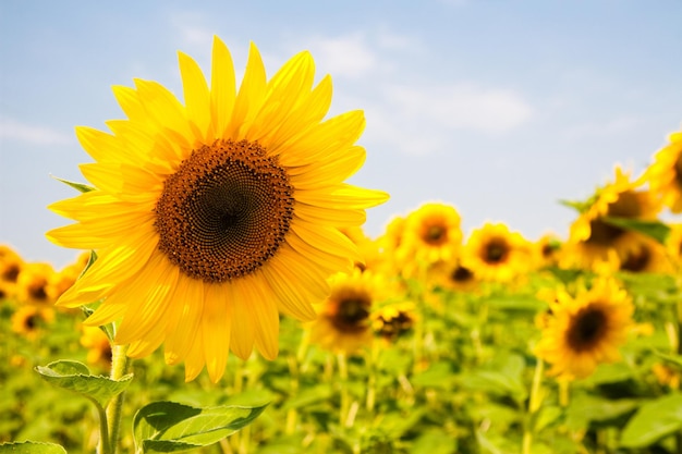 Kharkov Ukraine Sonnenblumenfelder mit Sonnenblumen blühen an sonnigen Tagen und bei heißem Wetter auf dem Hintergrund des Himmels Sonnenblumen sind ein beliebtes Feld, das für die Pflanzenölproduktion gepflanzt wird