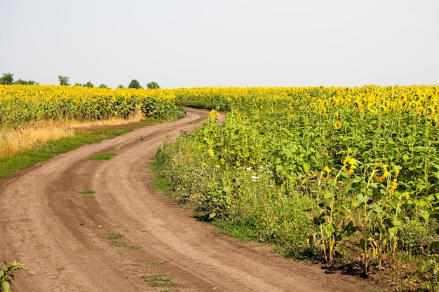 Kharkov Ukraine Sonnenblumenfelder mit Sonnenblumen blühen an sonnigen Tagen und bei heißem Wetter auf dem Hintergrund des Himmels Sonnenblumen sind ein beliebtes Feld, das für die Pflanzenölproduktion gepflanzt wird