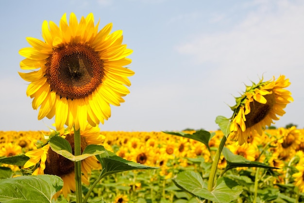 Kharkov Ukraine Sonnenblumenfelder mit Sonnenblumen blühen an sonnigen Tagen und bei heißem Wetter auf dem Hintergrund des Himmels Sonnenblumen sind ein beliebtes Feld, das für die Pflanzenölproduktion gepflanzt wird