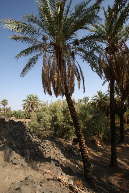 Khaybar ao norte de medina no hejaz