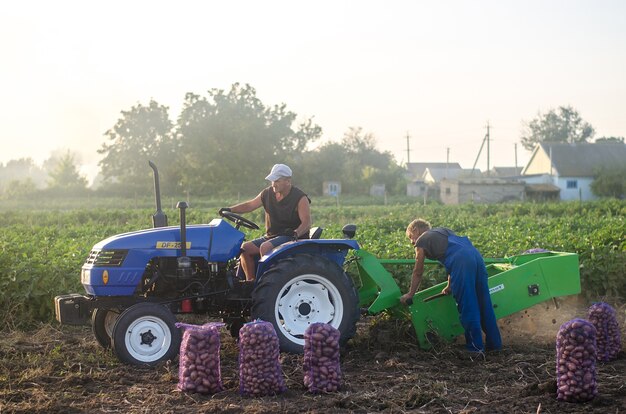 KHERSON OBLAST, UCRANIA - 19 de septiembre de 2020, los trabajadores agrícolas en un tractor excavan patatas