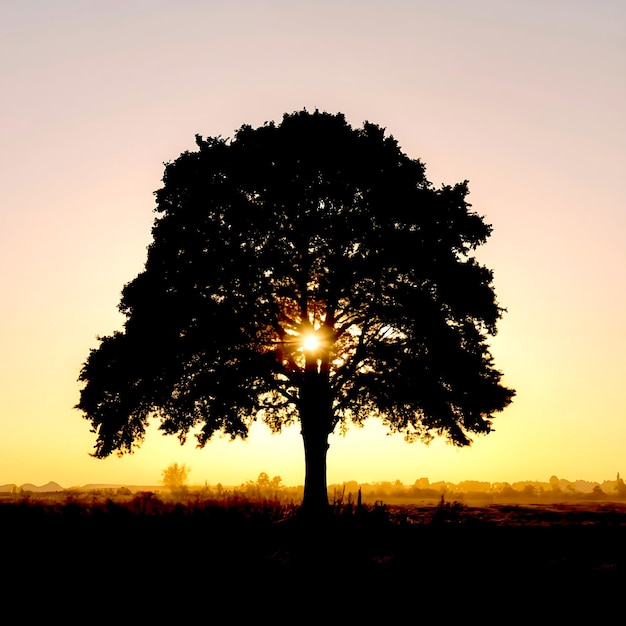 Foto ki-bild von baum auf dem hintergrund des sonnenuntergangs