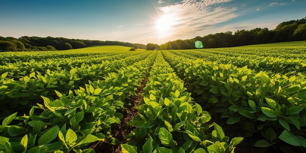 KI-generierte KI-generative Farm erntet grünes Sojabohnenfeld Naturpflanzengemüse im Freien