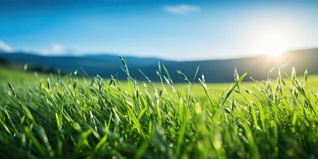 KI-generierte KI-Generative Grüne frische Grasfelder Wiese mit blauem Himmel Horizont Hintergrund Mock up inspirierende wilde Natur im Freien Grafische Kunst Illustration