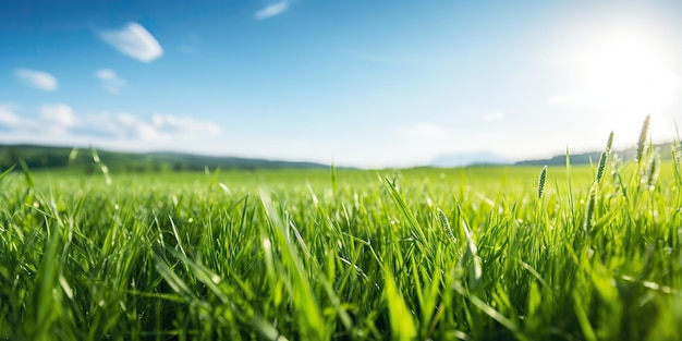 KI-generierte KI-generative Grüne frische Grasfeldwiese mit blauem Himmel Horizont Hintergrund