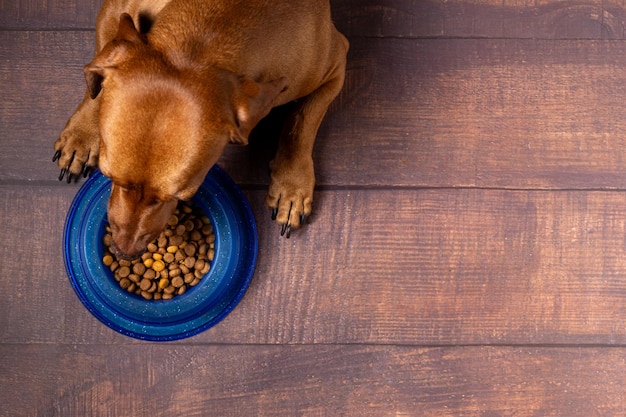 Foto kibble-haustier-dackelhund, der darauf wartet, seine schüssel mit trockenem hundefutter zu fressen