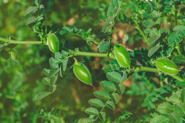 Kichererbsen grün auf Pflanze Grünes Kichererbsenfeld Cicer arietinum grüne Schoten Bio eco gesunder Naturhintergrund