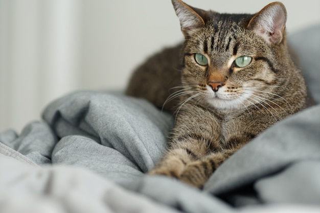 Kickende Katze mit grünen Augen auf dem Bett