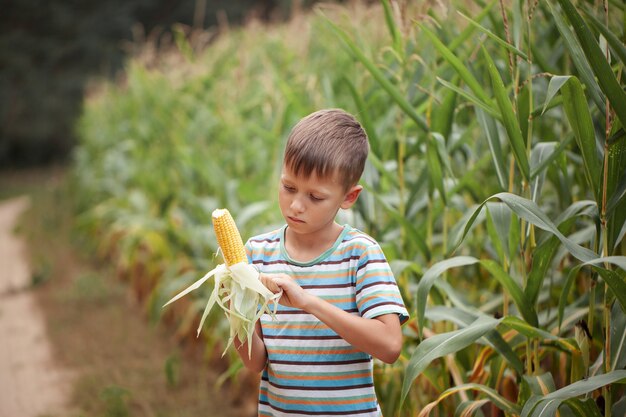 Kid Boy hält und pflückt Mais auf Bauernhof im Feld, im Freien.