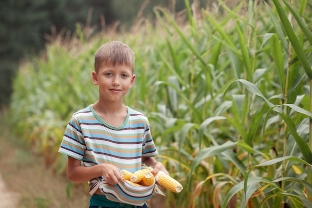 Kid Boy hält und pflückt Mais auf Bauernhof im Feld, im Freien.