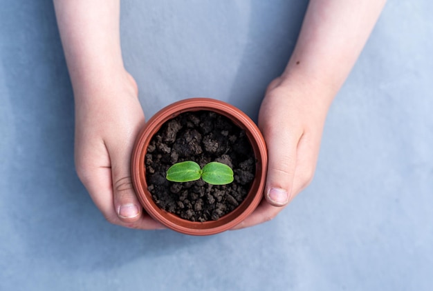 Kid39s manos sosteniendo una planta joven Plantar una plántula joven Nueva vida Cuidado y protección Primer plano