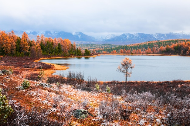 Kidelu-See im Altai-Gebirge Sibirien Russland Gelbe Herbstbäume und schneebedeckte Berge
