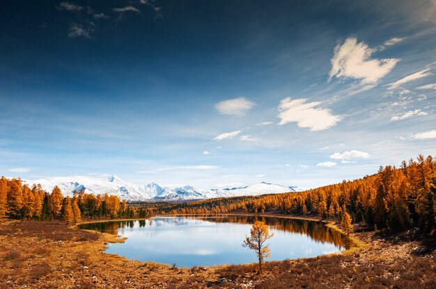 Kidelu-See, schneebedeckte Berge und herbstlicher Wald in der Republik Altai, Sibirien, Russland