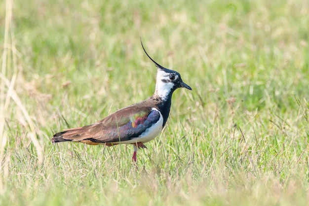 Kiebitz, Nordkiebitz im Gras (Vanellus vanellus) Peewit