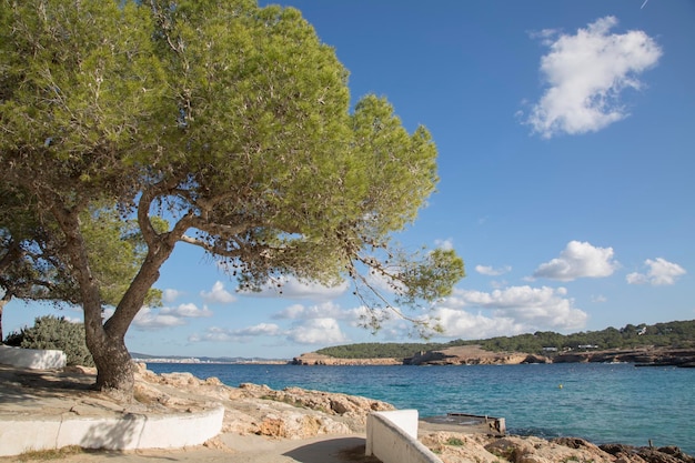 Kiefer am Strand von Cala Bassa Cove, Ibiza, Spanien