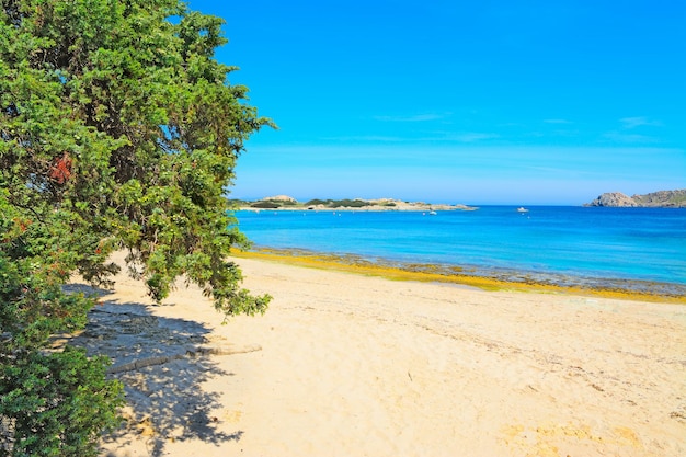 Kiefer am Ufer in Capo Testa Sardinien