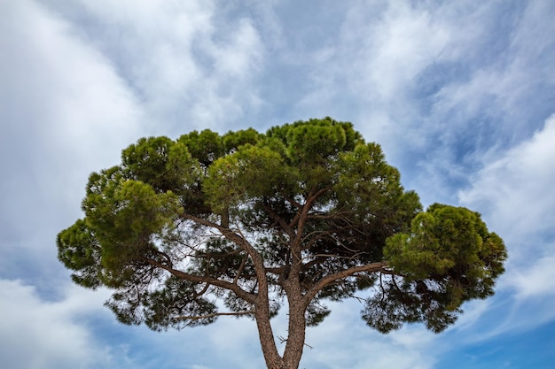 Kiefer auf blauem Himmelshintergrund Nationalpark Schinias Griechenland