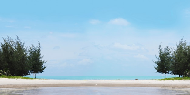 Kiefer auf Sommerstrand gegen blauen Himmel.