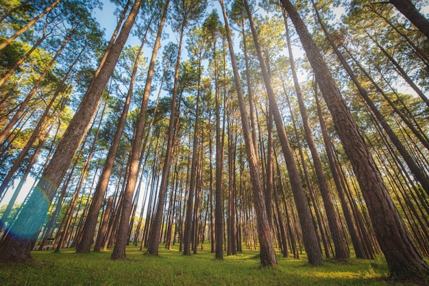 Kiefer bei Sonnenaufgang in der waldbaulichen Forschungsstation Boa Keaw