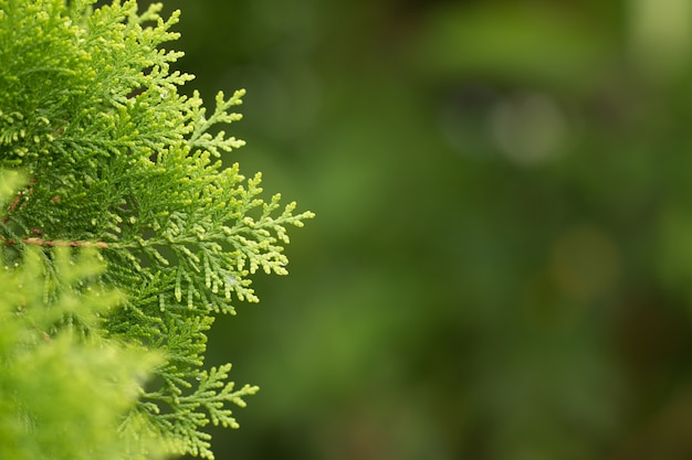 Kiefer Blätter, Evergreen Thuja Hintergrund, Winter Baum und Weihnachtsbaum Hintergrund Konzept