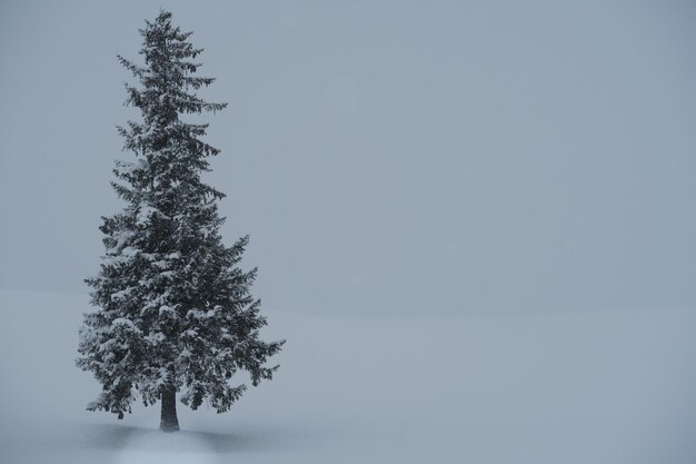 Kiefer gegen den Himmel im Winter