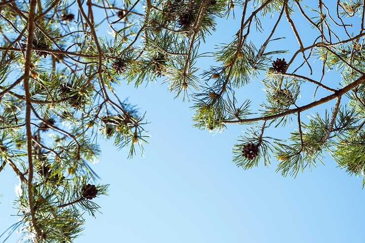 Foto kiefer gegen den sommerblauen himmel
