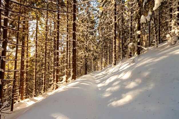 Kiefer im Gebirgswald am sonnigen Tag des Winters