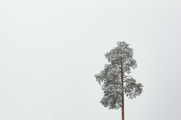 Kiefer im Schnee einsam mit einem Exemplarplatz