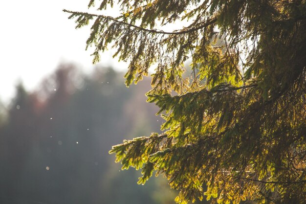 Kiefer im Sonnenlicht im Wald