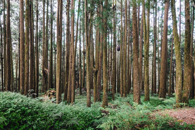 Kiefer im Wald in Alishan National Forest Recreation Area in Chiayi County