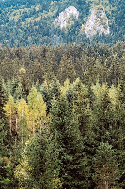 Foto kiefer im wald