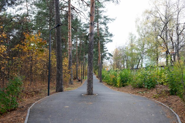 Foto kiefer in der mitte einer asphaltierten fußgängerstraße respekt für die umwelt