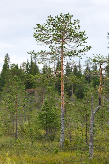 Foto kiefer in einem mischwald in einem sumpf in der tundra.